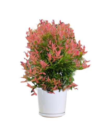 Australian Rose Apple ( Bush) - Image 2